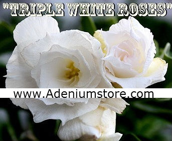 Adenium Obesum \'Triple White Roses\' 5 Seeds